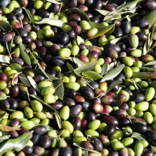 Aceitunas